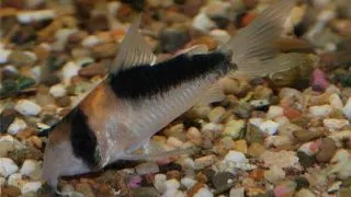 Corydoras duplicareus
