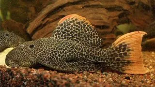 L114 Pseudoacanthicus sp.