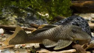 L081 Baryancistrus sp.