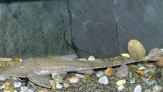 Pseudohemiodon laticeps
