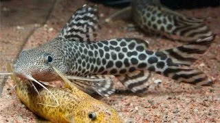 Synodontis pardalis