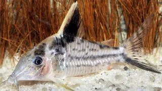 Corydoras robustus