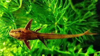 Loricaria red spec.