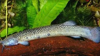 Eremophilus sp.