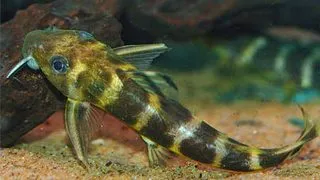 Synodontis brichardi