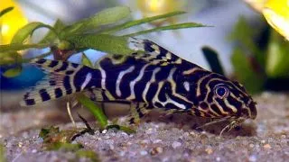 Synodontis aterrimus