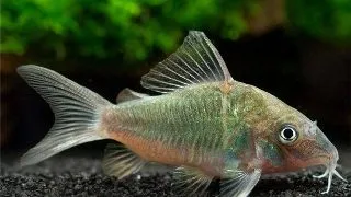 Brochis Splendens