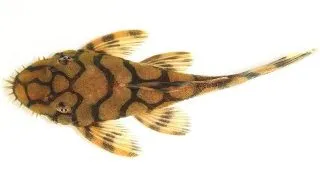Ancistrus / L519 Rio Itenez 3 - 3,5 cm