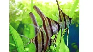Pterophyllum Altum Peruensis