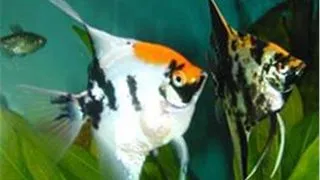 Pterophyllum scalare koi