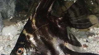 Pterophyllum scalare marble