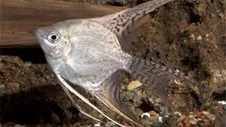 Pterophyllum scalare california