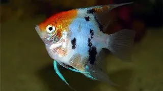 Pterophyllum scal. red cap