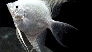 Pterophyllum scalare platinum