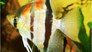 Pterophyllum scalare long fin
