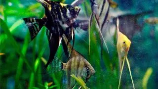 Pterophyllum scalare mix minim 3