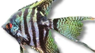 Pterophyllum scal. zebra l.f.