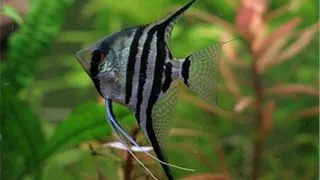 Pterophyllum scalare zebra