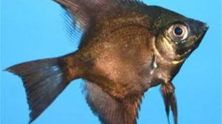Pterophyllum scalare blue red cheek