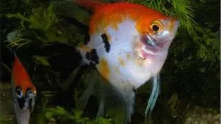 Pterophyllum scalare red long fin