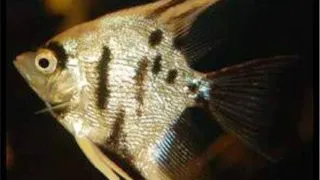 Pterophyllum scalare diamant