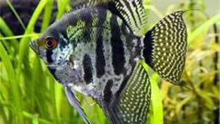 Pterophyllum scal. zebra smoke