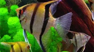 Pterophyllum scalare (clasic)