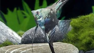 Pterophyllum scalare map. long fin