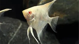Pterophyllum scal. gold albino