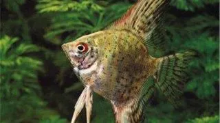 Pterophyllum scal. leopard