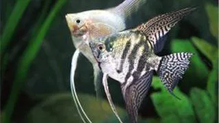 Pterophyllum scalare mix