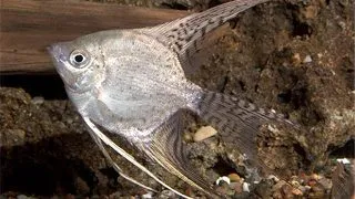 Pterophyllum scal.california l.f.