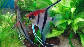Pterophyllum scalare manacapuru red back