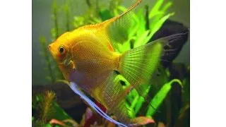 Pterophyllum scalare gold
