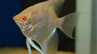 Pterophyllum scalare gold long fin