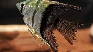 Pterophyllum scalare Bicolor