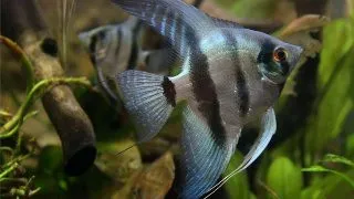 Pterophyllum scalare blue diamond