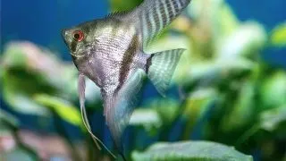 Pterophyllum scalare map.