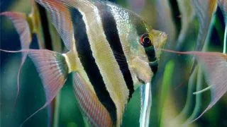 Pterophyllum altum Orinoco