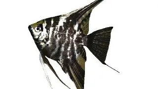 Pterophyllum scal. dalmatin l.f.