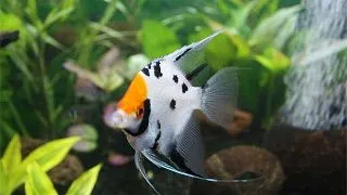 Pterophyllum scal. koi l.f.