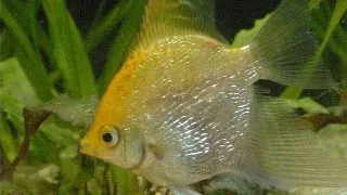 Pterophyllum scal. gold diamant