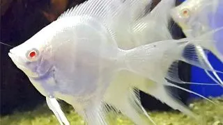 Pterophyllum altum peruensis albino