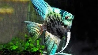 Pterophyllum scalare blue marble