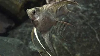 Pterophyllum scal. smoke