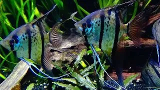 Pterophyllum scalare rio nanay