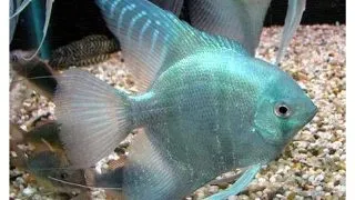 Pterophyllum scalare blue dalmatin