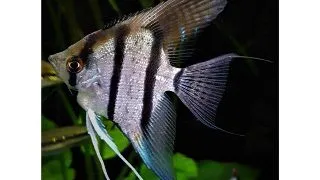 Pterophyllum scalare dantume sri-lanka