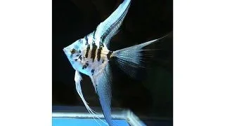 Pterophyllum scalare dalmatin diamond
