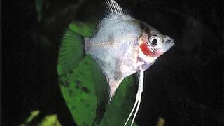 Pterophyllum scalare ghost l.f.